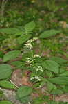 Canadian woodnettle